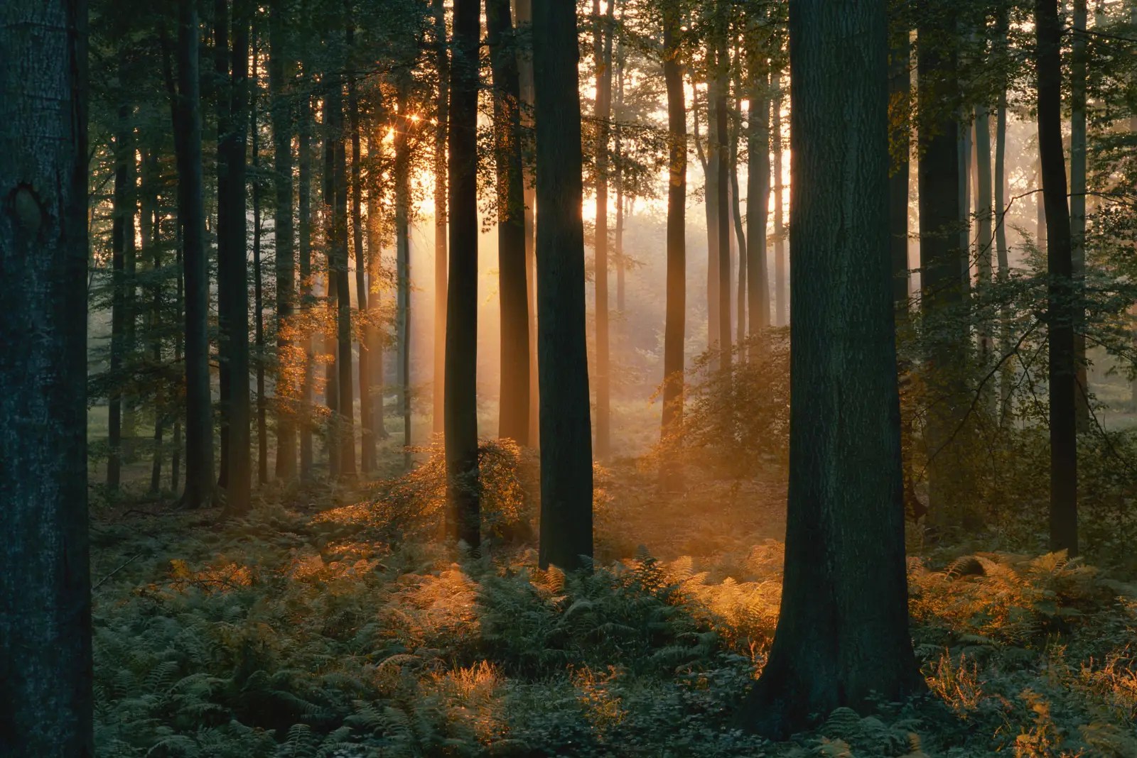 Sunlight streaming through a peaceful forest, capturing the calm and presence of friluftsliv.