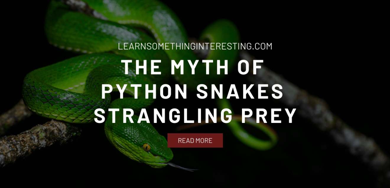 The Myth of Python Snakes Strangling Prey - Learn Something Interesting