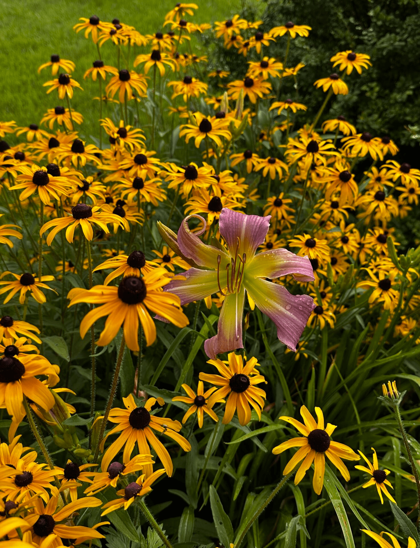 Daylily seems at home among the brown-eyed susans