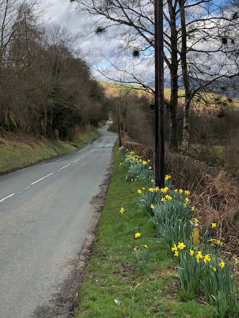 daffodils at roadside