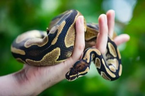 Pocket pet cremation services in Phoenix AZ - LEASH Pet Mortuary.