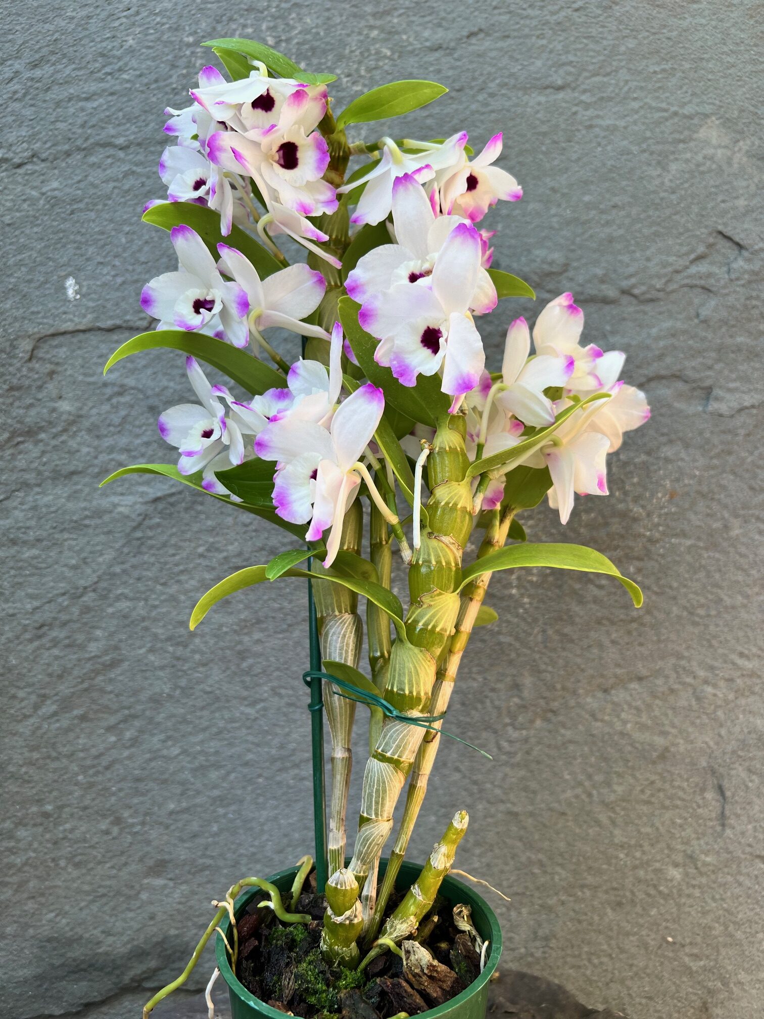 Dendrobium Orchid 