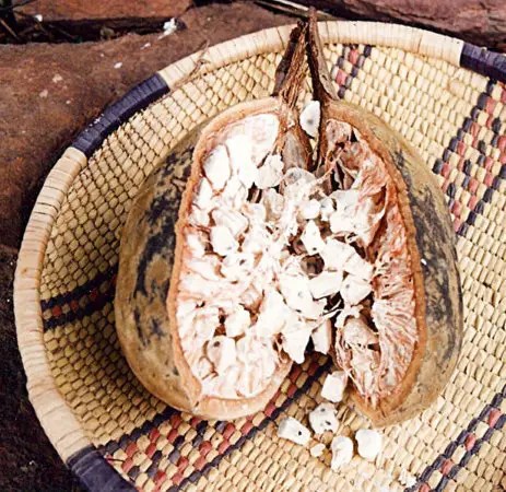 LE BAOBAB BLEU