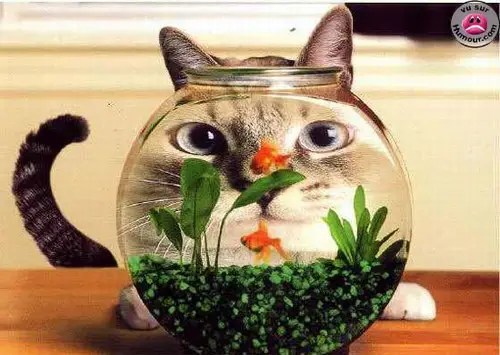LE 1er AVRIL C’EST LE POISSON D’AVRIL!