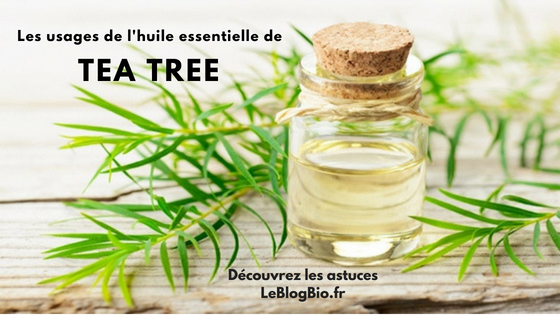 Les usages de l’huile essentielle de Tea tree - Le Blog Bio