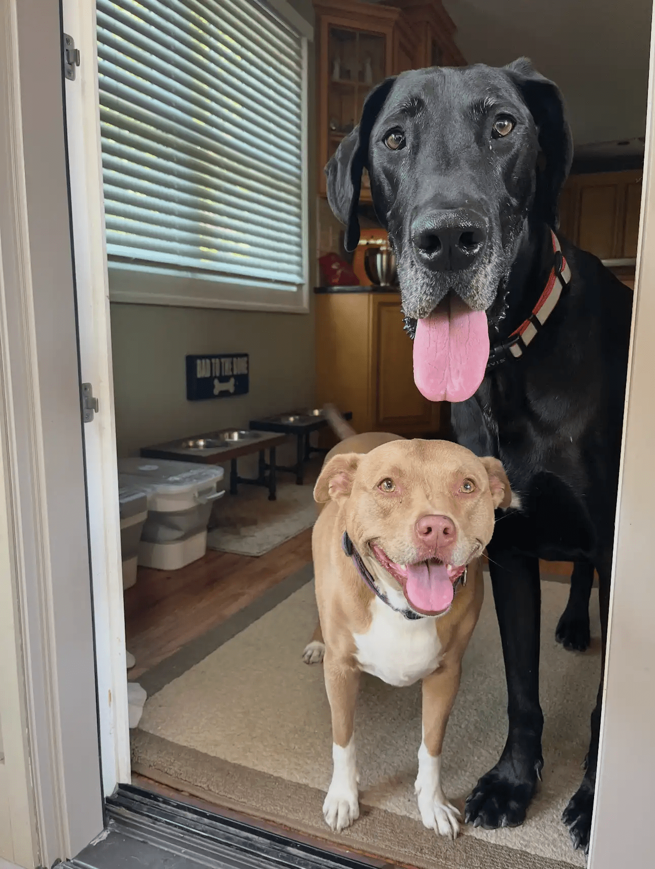 Josie and Melvin love hanging out together. (Photos provided)