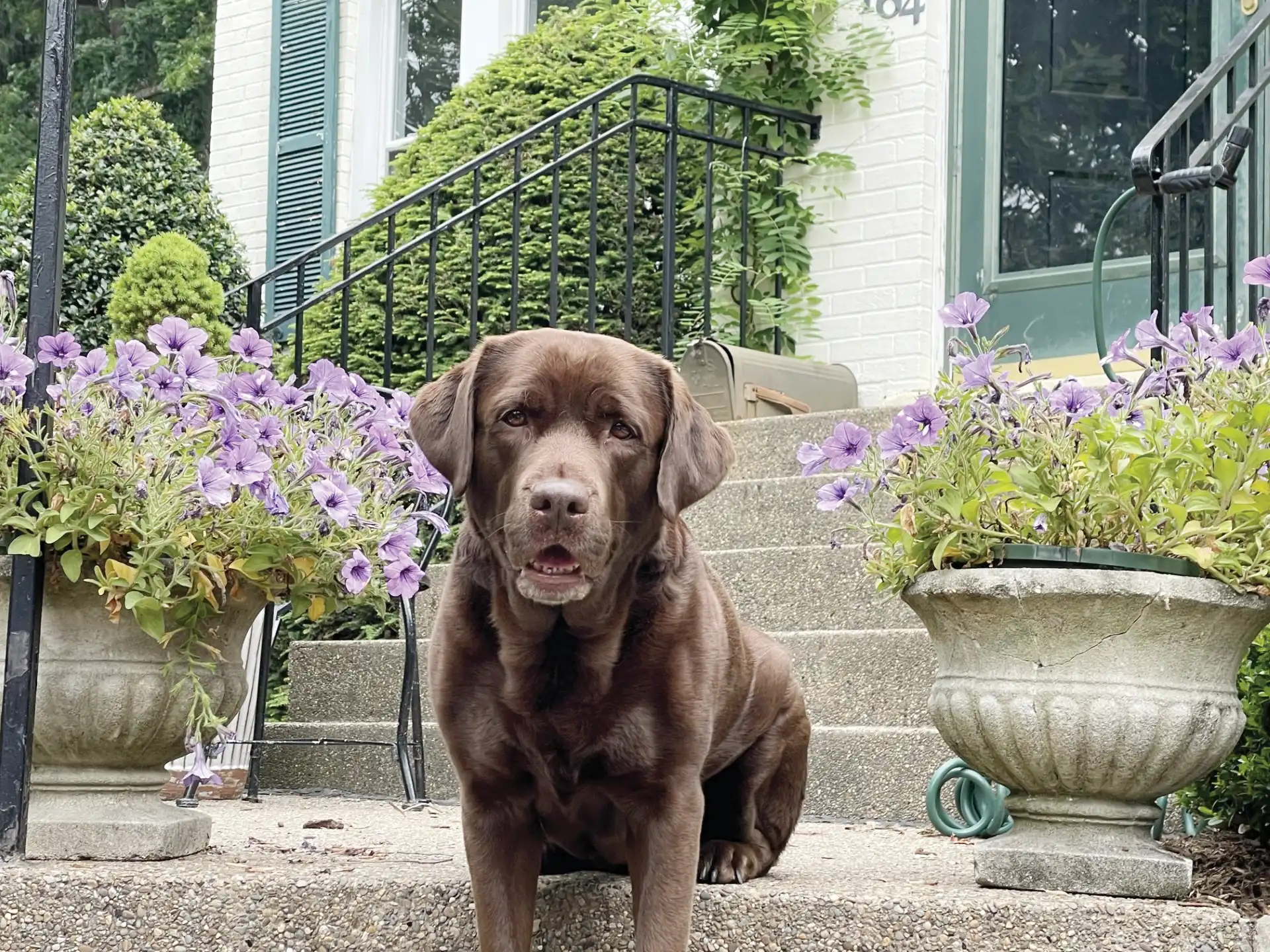 Willow is a ten-year-old Chocolate Labrador Retriever. (Photo provided)