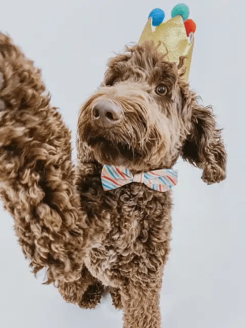 Bailey Buttons (Photo provided)