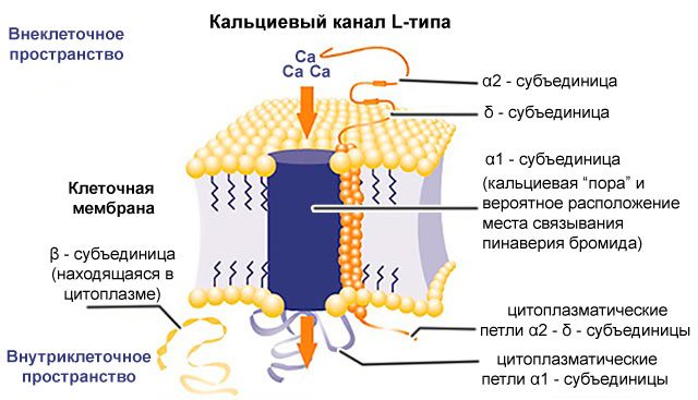 Пігулки блокатори кальцієвих каналів.  Кальцієві канали L-типу