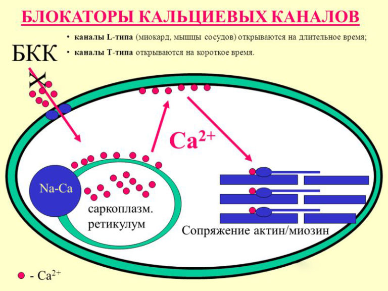 Пігулки блокатори кальцієвих каналів.  Кальцієві канали L-типу