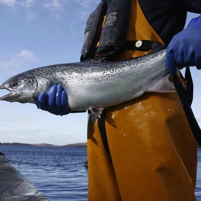 soy lecithin in animal feed