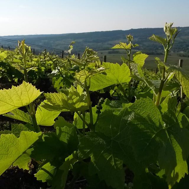 Domaine des Rouges Queues