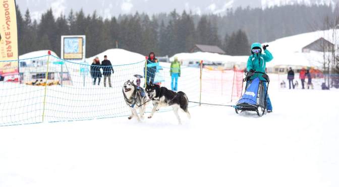 course de chiens de traineaux des Mosses, en Suisse