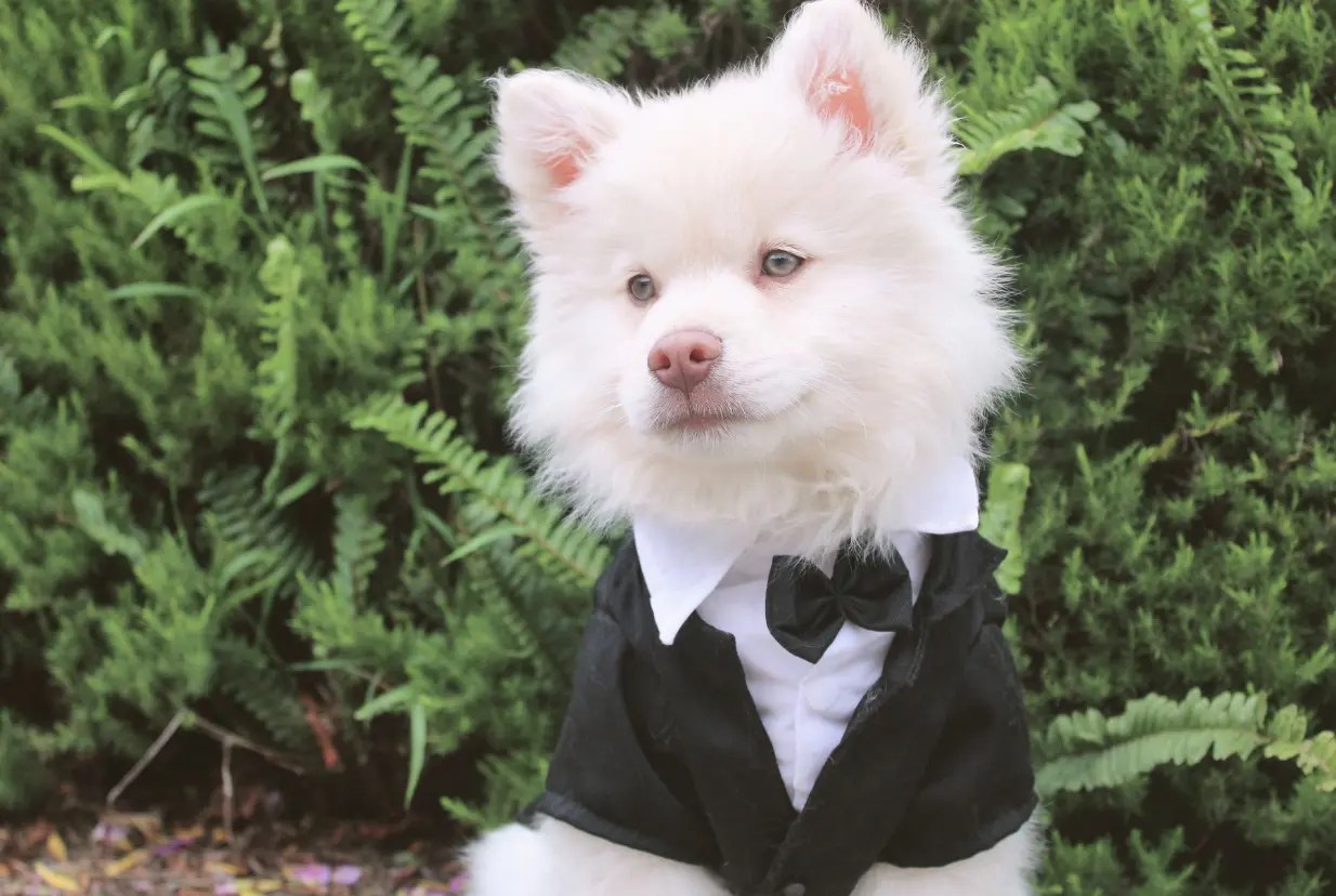 Adorable chien blanc vêtu d'un smoking (tuxédo).
