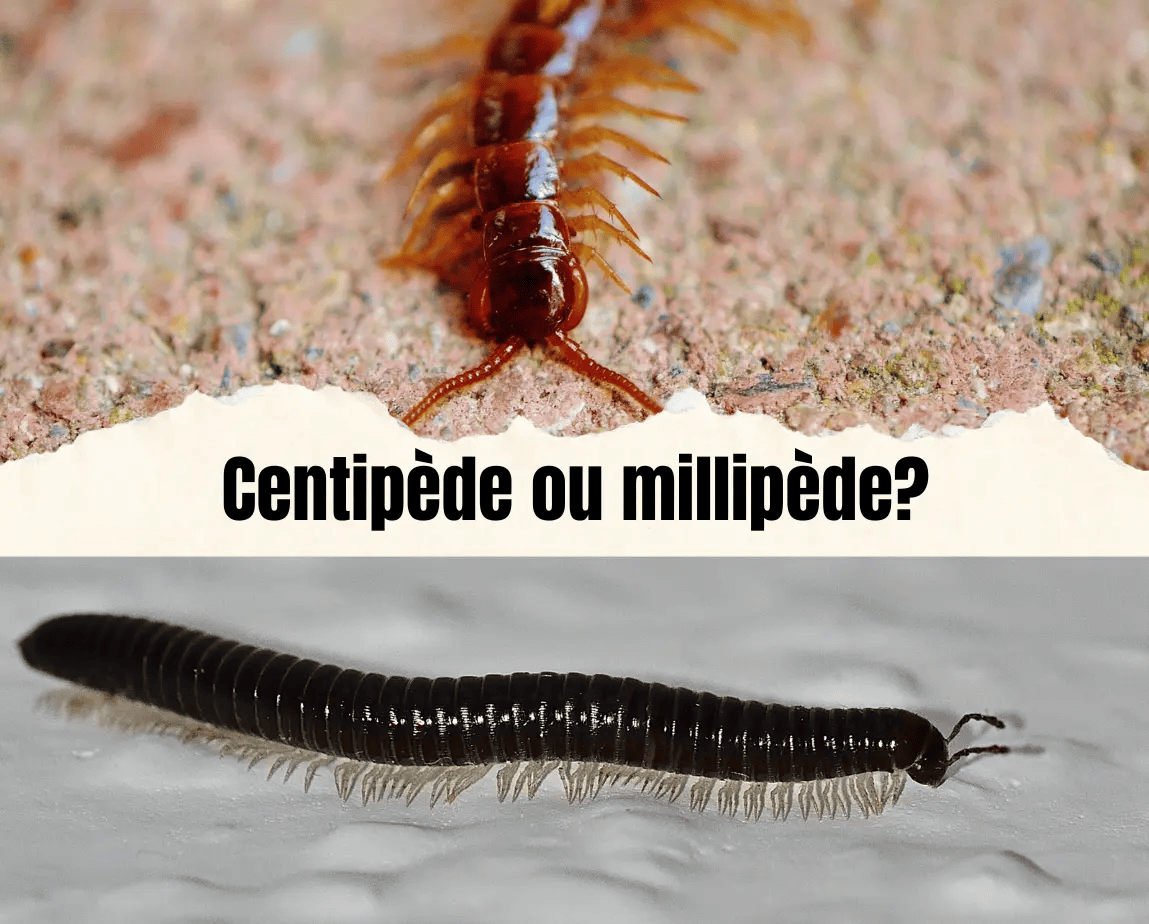 Centipède sur le haut de l'image avec un millipède au bas de l'image.