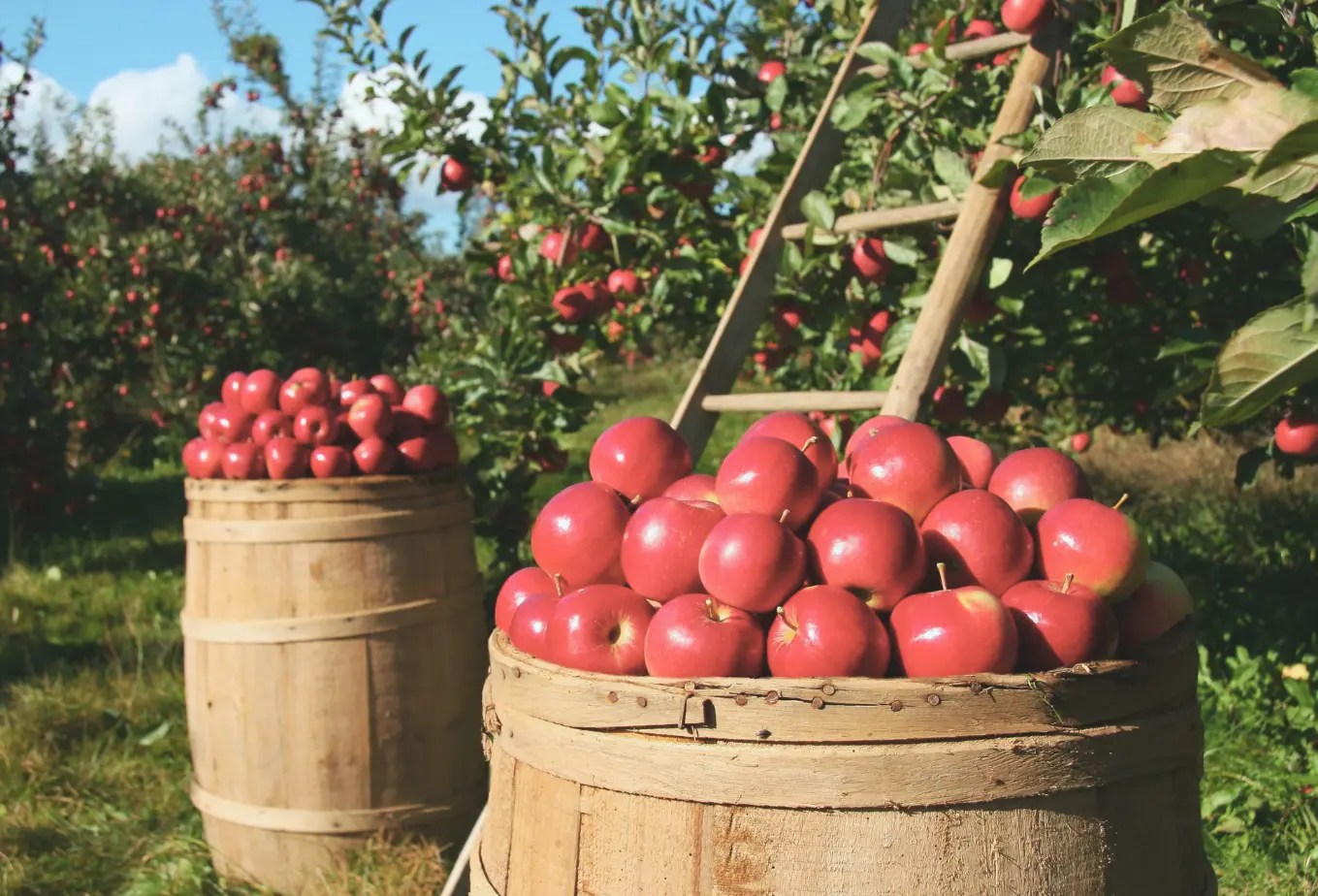 Des pommes fraîchement cueillies, disposées dans de grands paniers.
