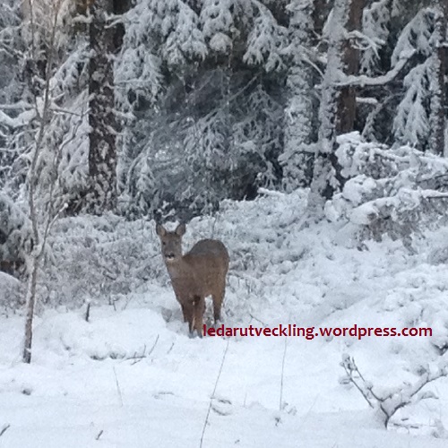 Deer