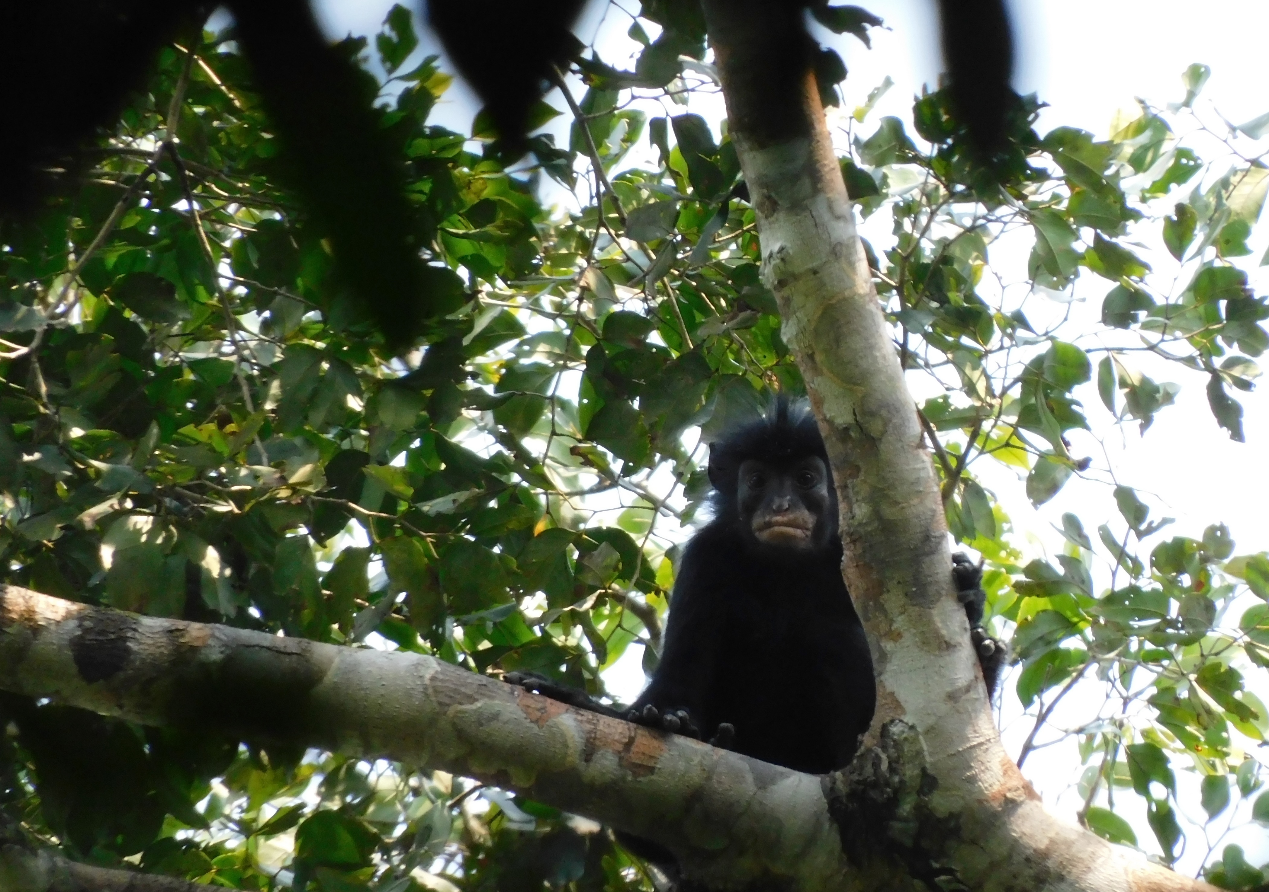 New Monkey Discovered! Meet the Likweli (Colobus Congoensis) from the DRC (2026)