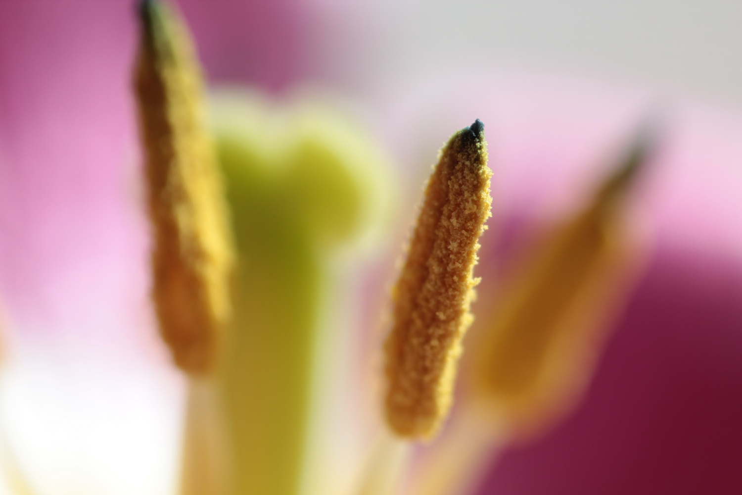 IMG_4910_s
