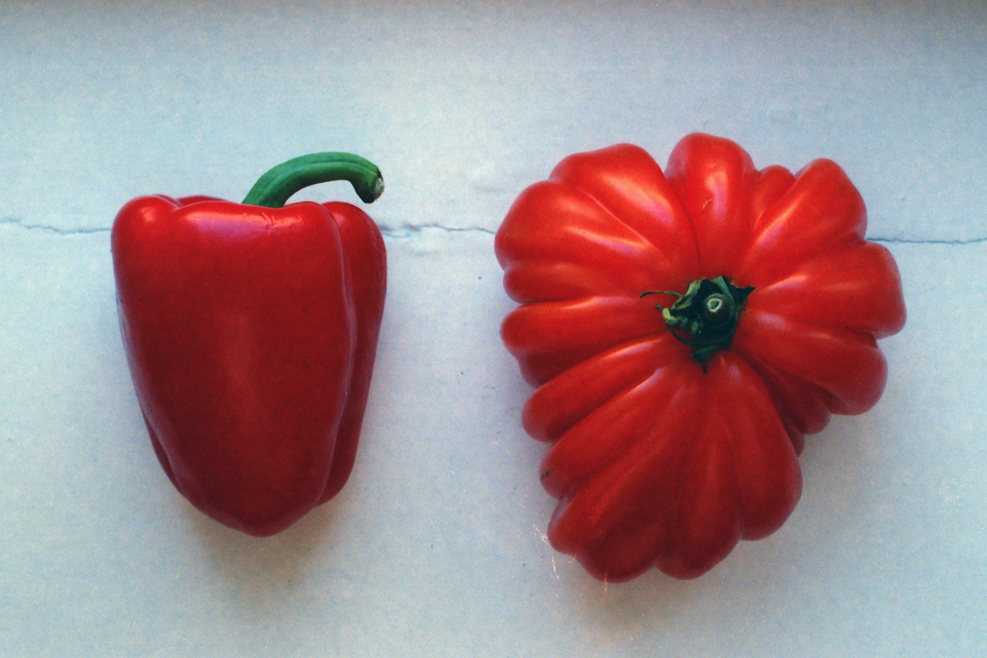 tomatocapsicum