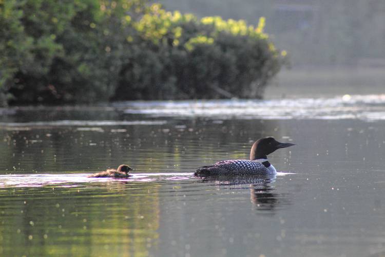 A loon and its chick on Contoocook Lake last year. ASHLEY SAARI / Ledger-Transcript