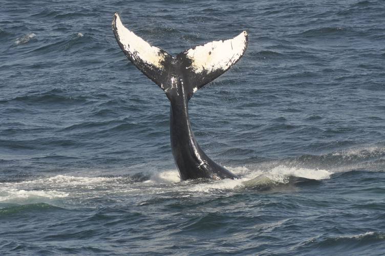 A humpback whale off the coast of Bar Harbor, Maine.