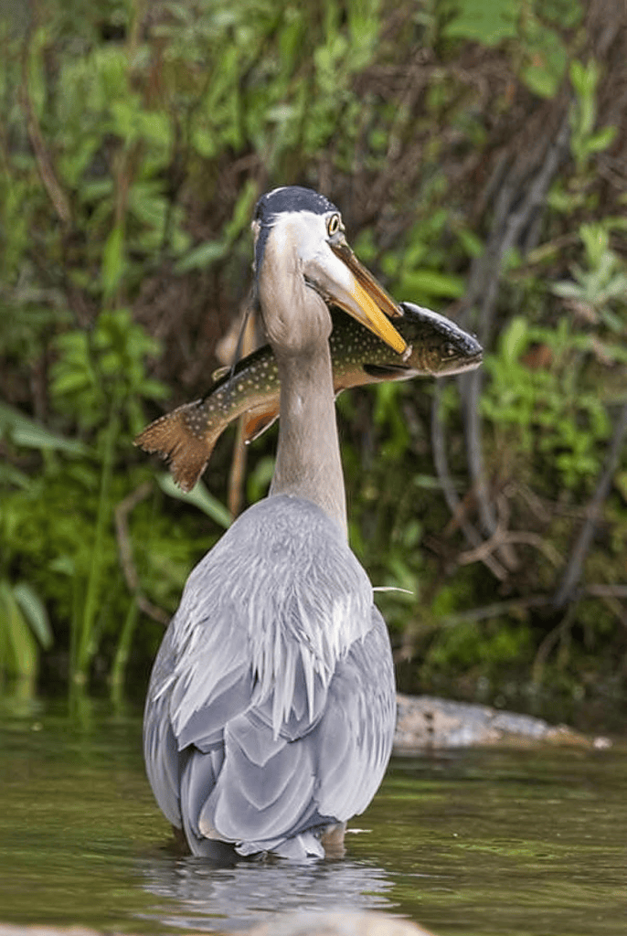 Some of the wildlife found at the Wildlife Sanctuary.