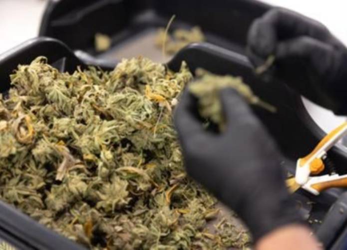 Trim Technician Keshia Mooney, of Bennington, trims marijuana buds for medicinal use in July 2023 at Prime ATC (now GraniteLeaf Cannabis) in Peterborough.