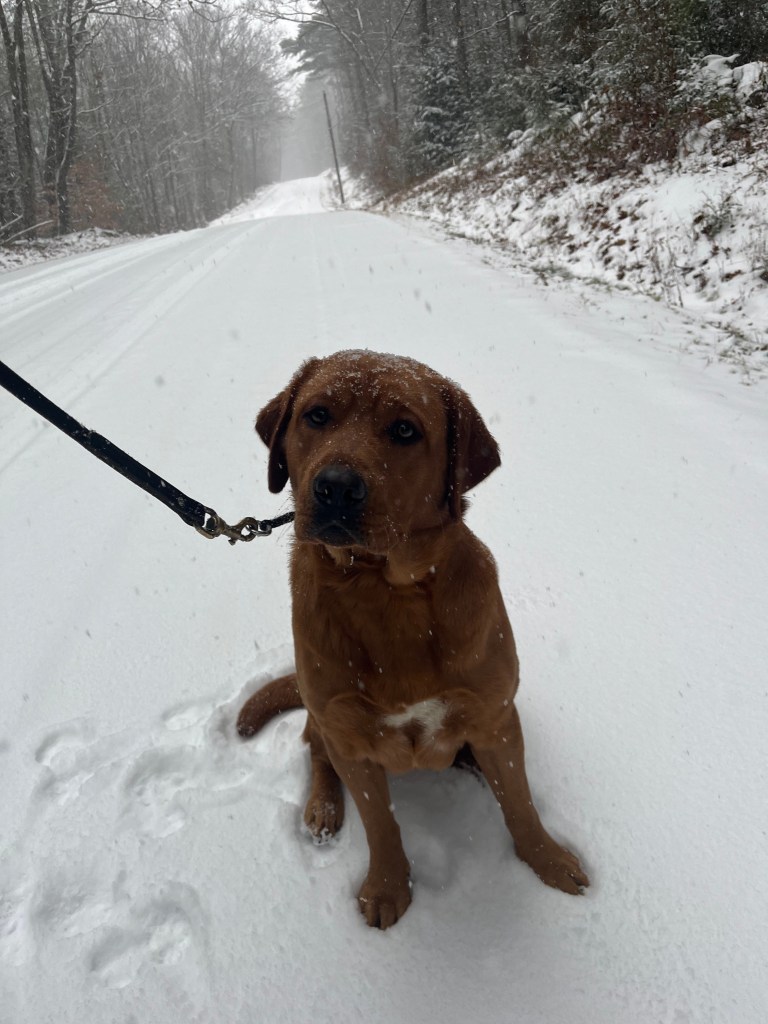Freddie the dog goes for a snowy walk in Rindge. PEGGI BROGAN / Courtesy