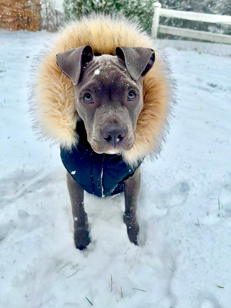 Linsey Fogg's four-month old puppy is wrapped up warm against the snow. LINSEY FOGG / Courtesy
