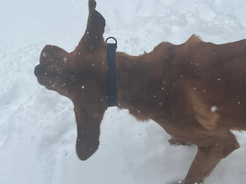 Gus, owned by Valerie Carey of Rindge, enjoys the snow. VALERIE CAREY / Courtesy