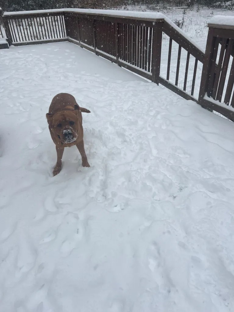 Gus, owned by Valerie Carey of Rindge, enjoys the snow. VALERIE CAREY / Courtesy