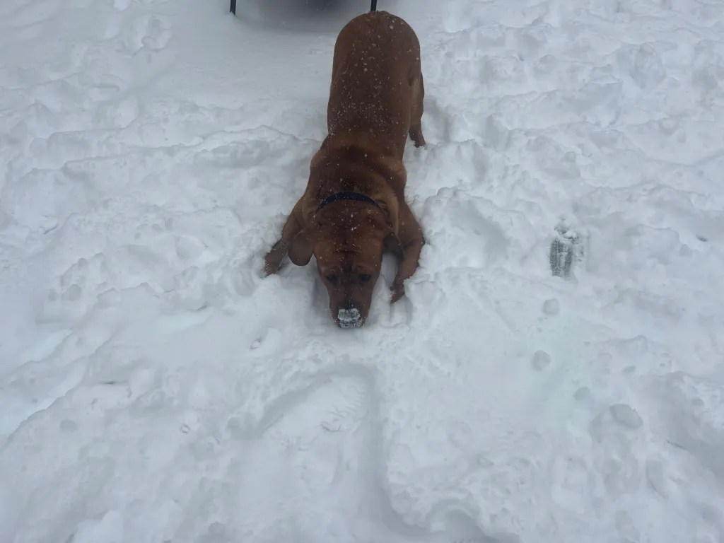 Gus, owned by Valerie Carey of Rindge, enjoys the snow. VALERIE CAREY / Courtesy