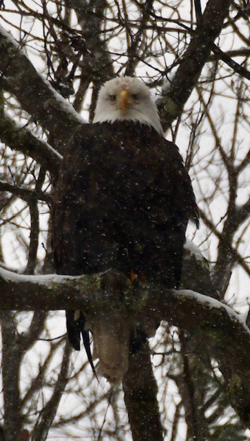 Lynn Stone took these shots of bald eagles in the snow on Summer Street in Peterborough. LYNN SNOW / Courtesy