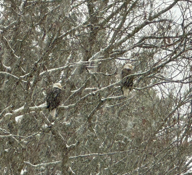 Lynn Stone took these shots of bald eagles in the snow on Summer Street in Peterborough. LYNN SNOW / Courtesy