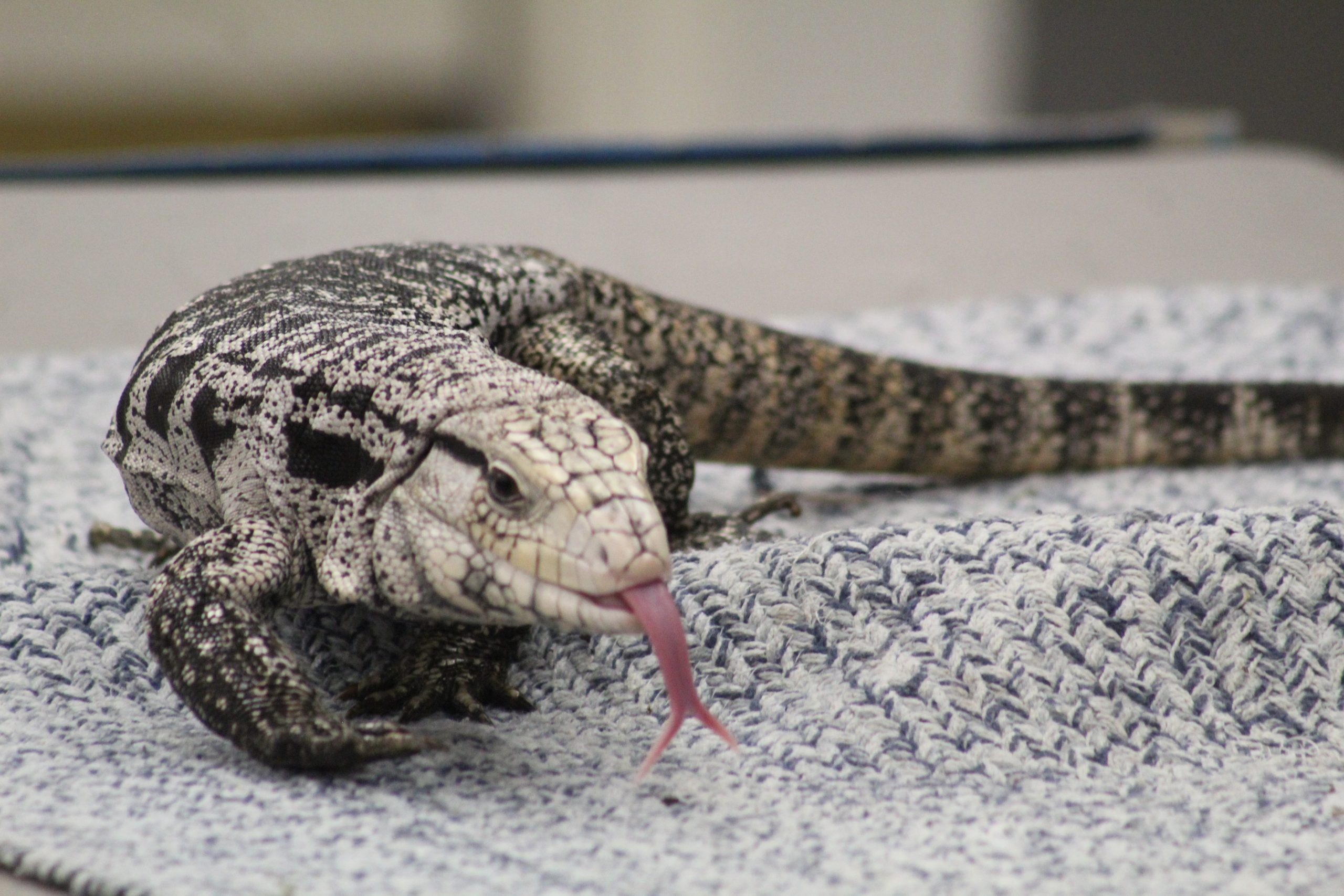 Nine, the Argentine black-and-white tegu, was one of the animals children were allowed to pet during the presentation.