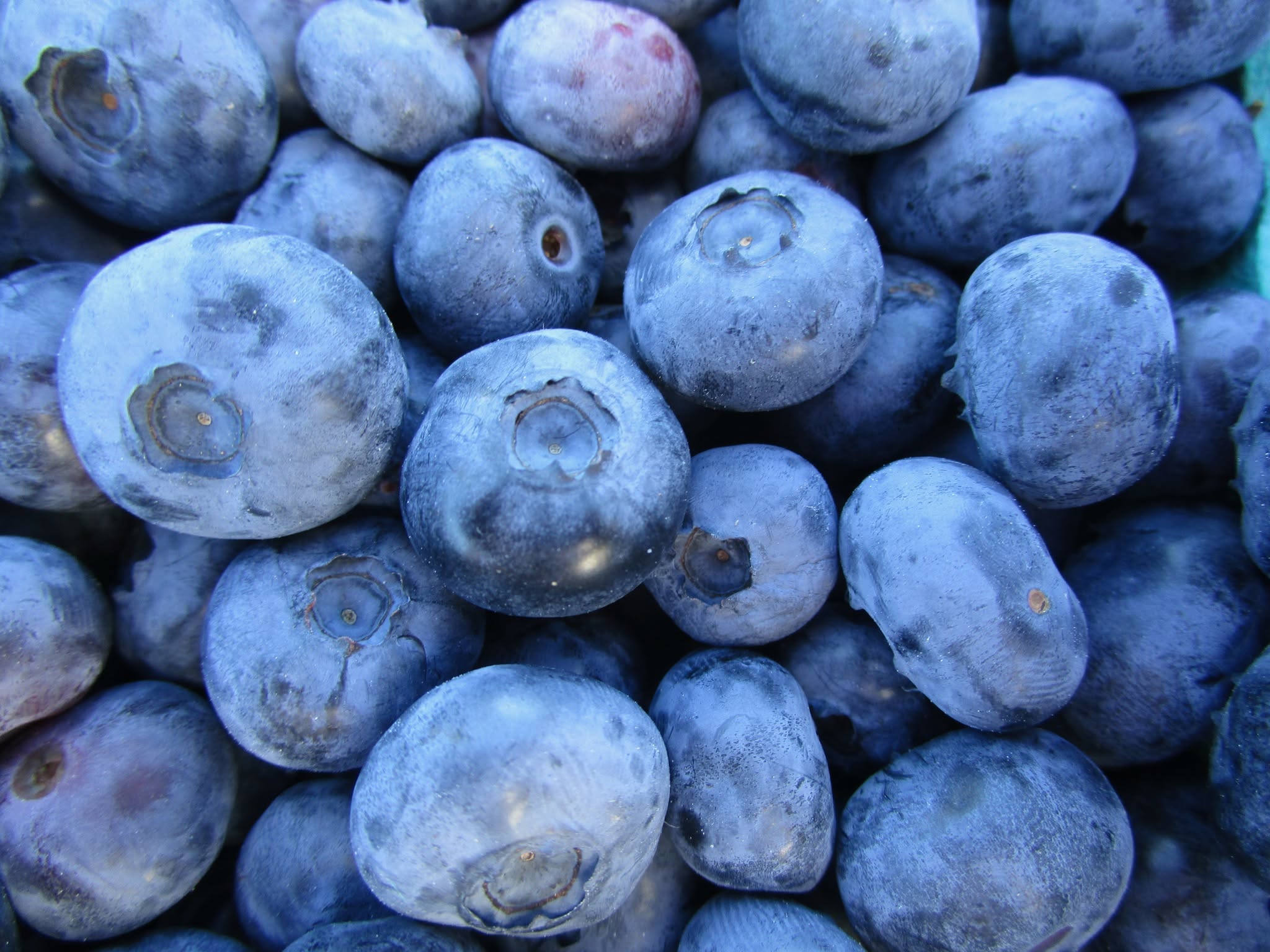 Blueberry farms report excellent crop in Monadnock region