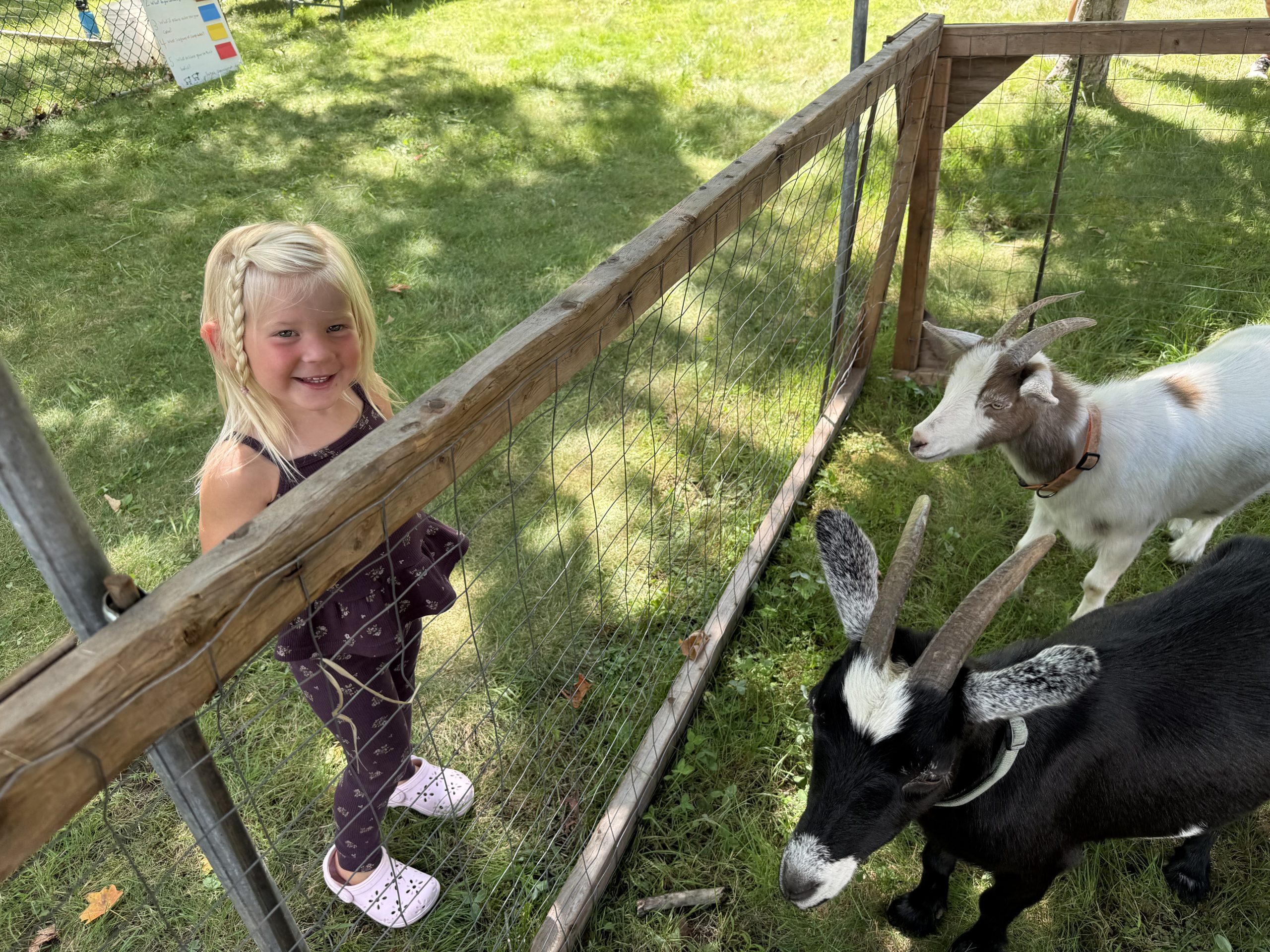 Valley Salo of Rindge visits the goats at the petting zoo.