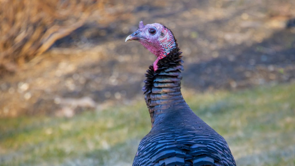 Archery and shotgun seasons announced for wild turkey hunting