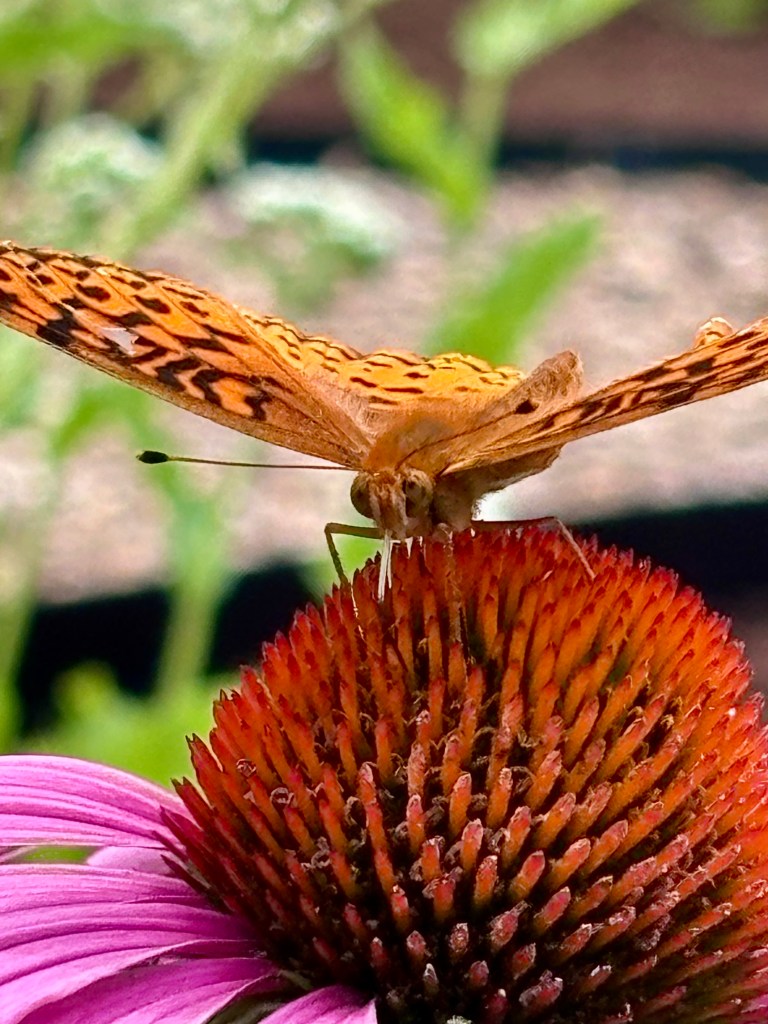 A great spangled fritillary visits the yard of Angelica LeBoeuf.