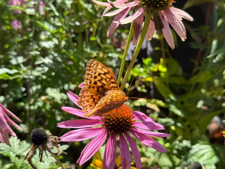 A great spangled fritillary on a coneflower at Fassett Farm in Jaffrey.
