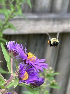 Bees visit the yard of Scott Fontaine in Jaffrey.