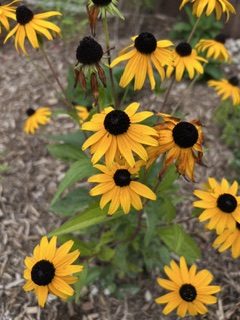 Coneflowers grow in Scott Fontaine's native garden.