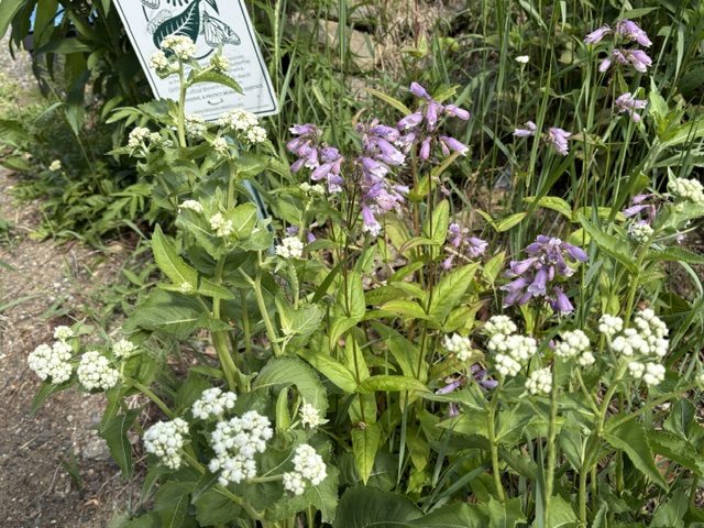 Rachel Kowalsky of Jaffrey has transformed her yard into pollinator habitat.