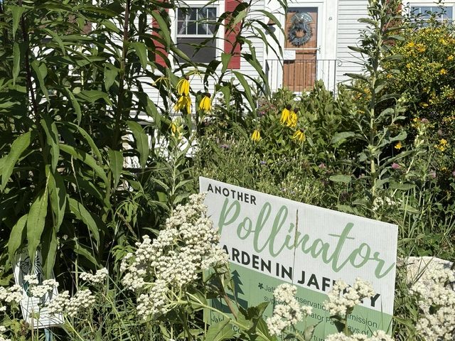 Rachel Kowalsky of Jaffrey has transformed her yard into pollinator habitat.
