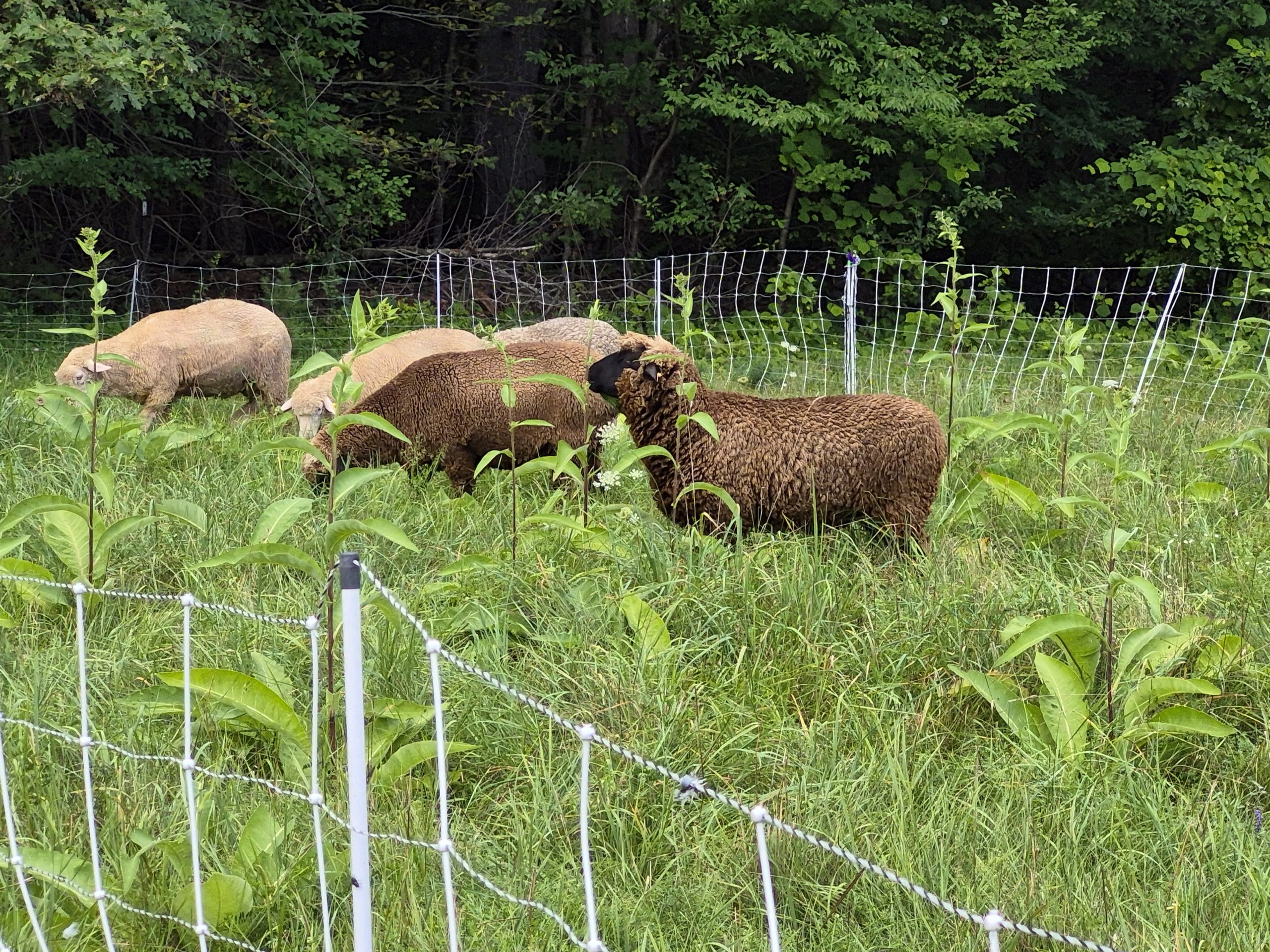 Sheep from Ten Talents at La Bergerie Dumas graze a pasture. The Greenfield farm is one of five stops on this weekend’s New Hampshire Wool Arts Tour.