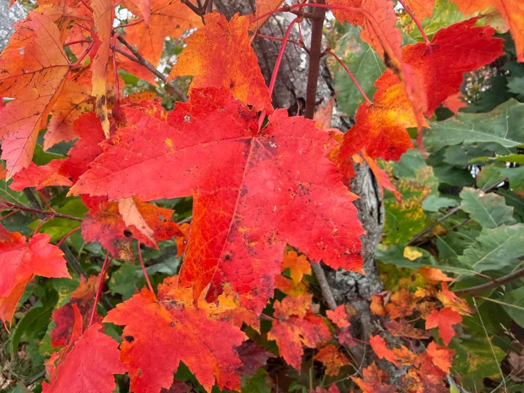 Maple leaves are bright red along the Monadnock Rail Trail. 