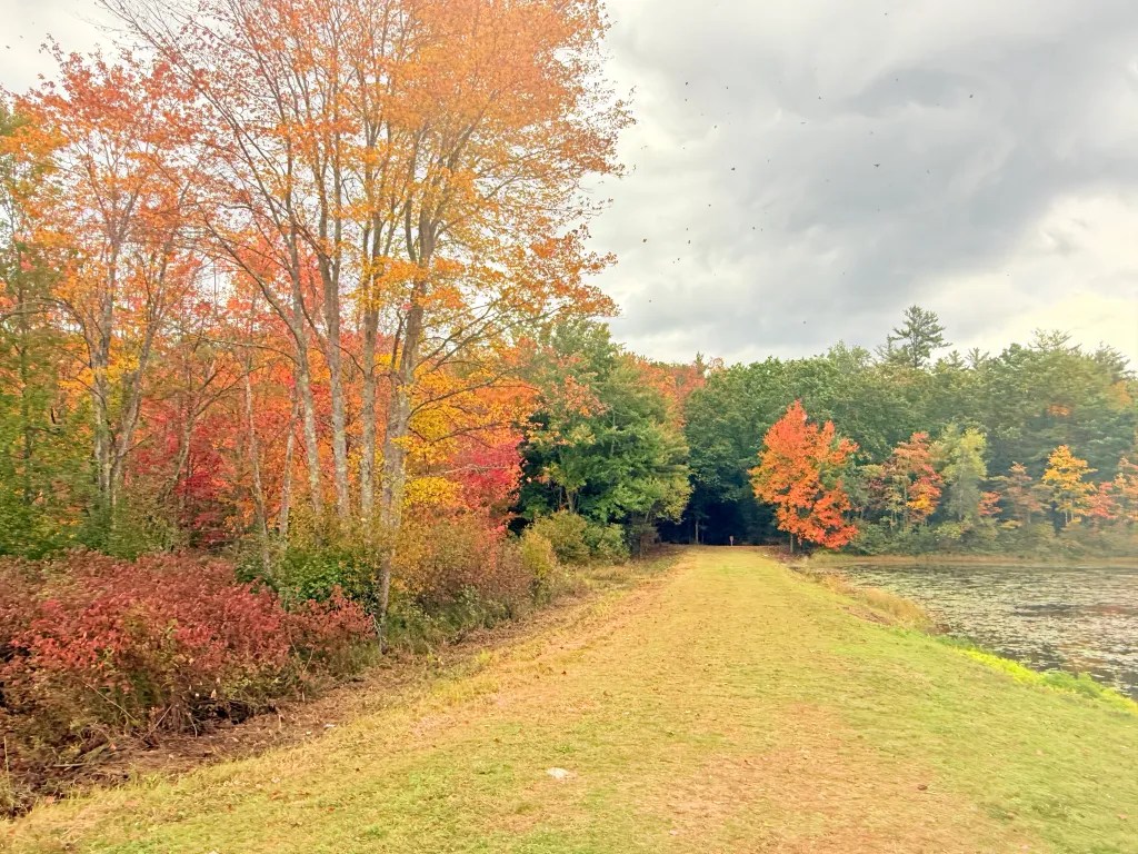 Leaves are falling from trees at the dam along the Monadnock Rail Trail.