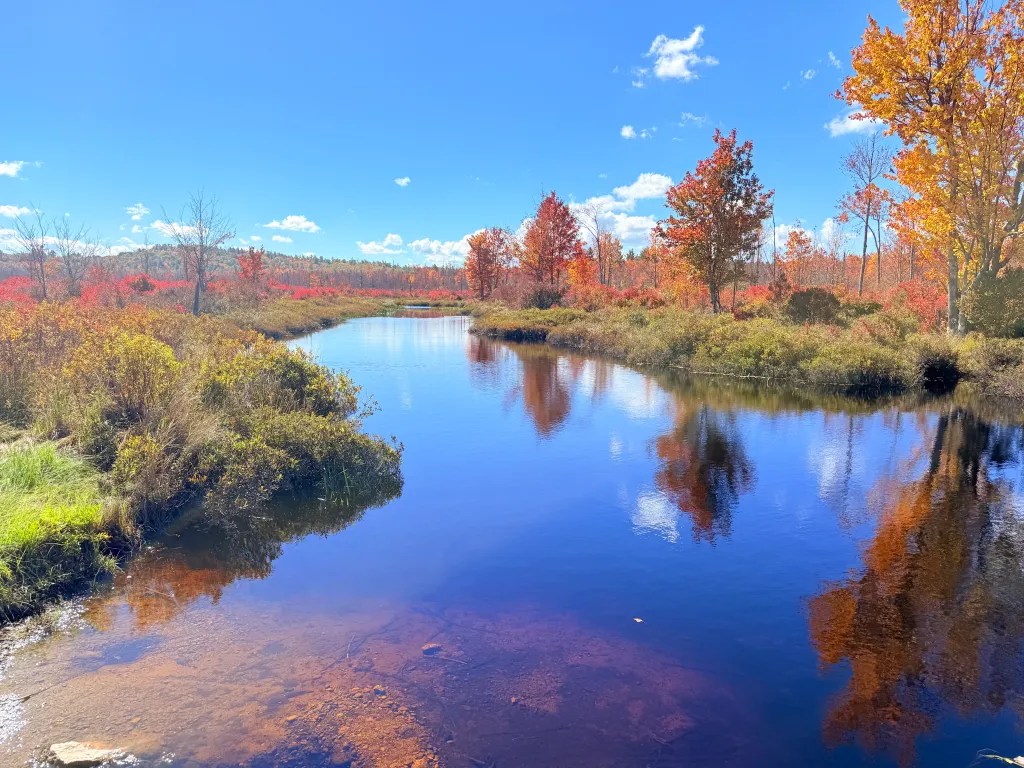 Trees along the Gridley River in Sharon are in full color.