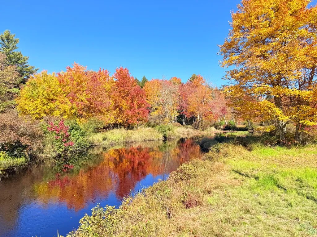 Trees along the Gridley River in Sharon are in full color.